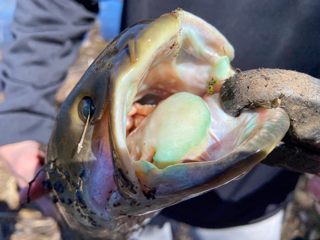 These five fish have made me question my fishing skills more than once