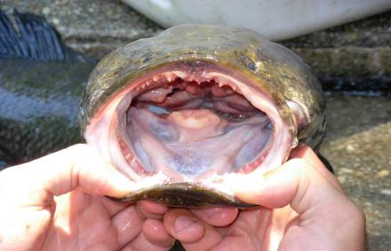 These five fish have made me question my fishing skills more than once