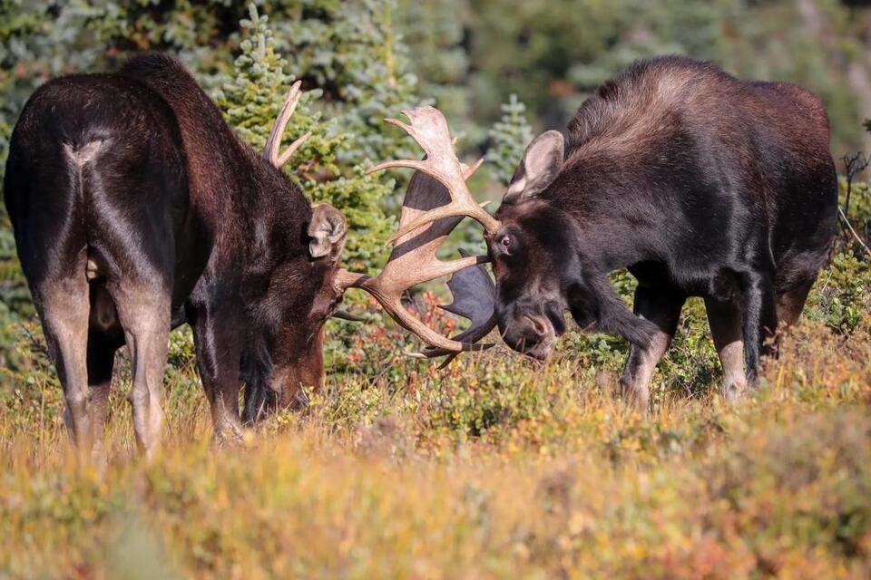 Moose Mystery: Are They Colorado Natives?