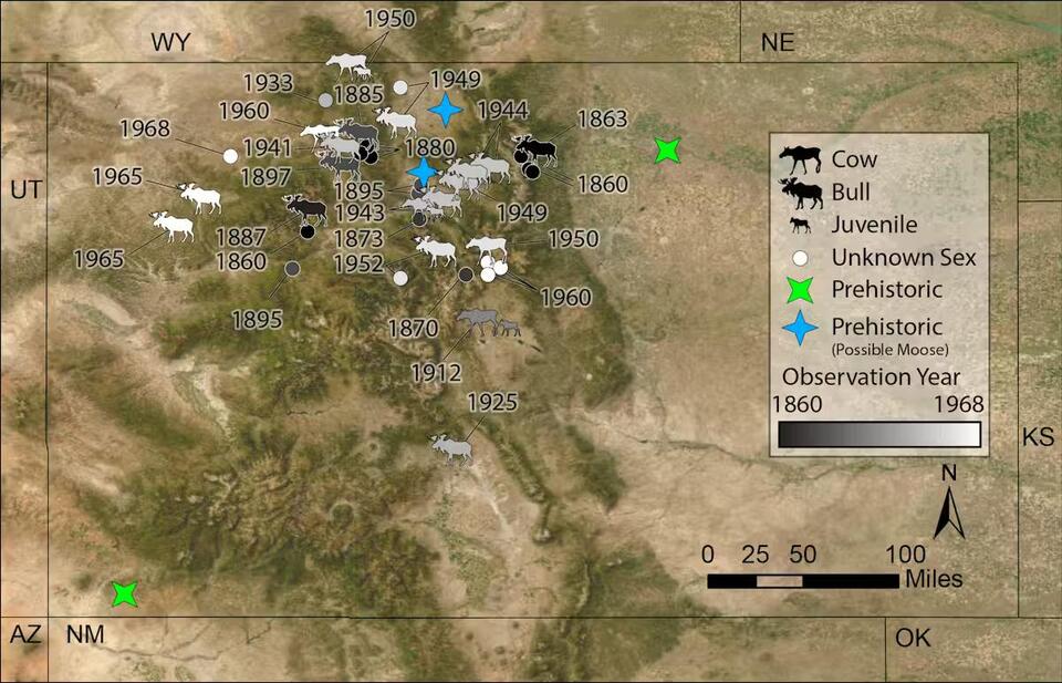 Moose Mystery: Are They Colorado Natives?