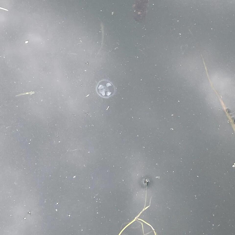I Waited 20 Years for a Jellyfish. It Wasn't Enough