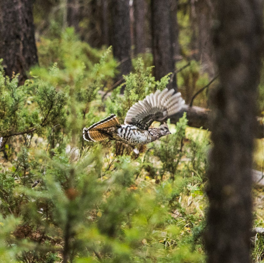 The 5-90-5 Rule Every Hunter Should Know