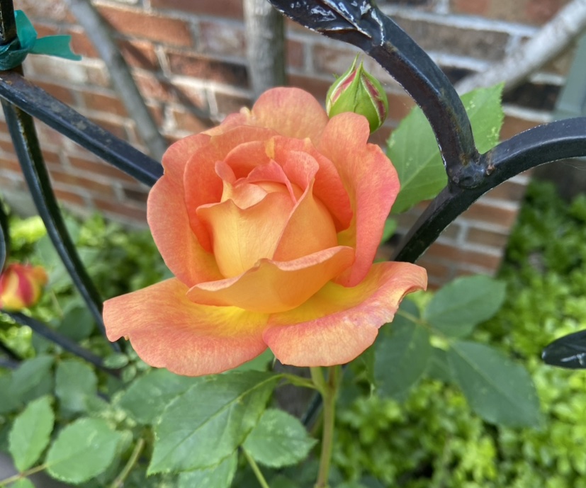 GardenDesignerCT