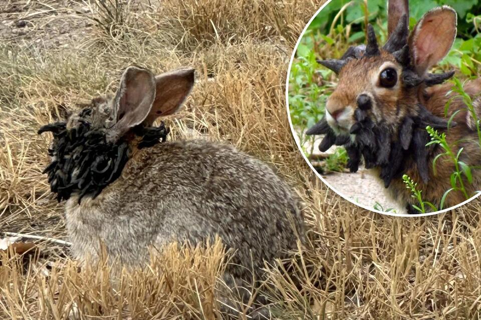 Colorado's 'Frankenstein' Rabbits Are Real?!