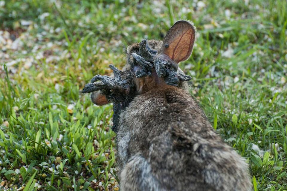 Colorado's 'Frankenstein' Rabbits Are Real?!