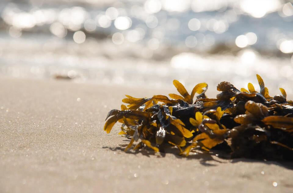 Beach Invasion: Seaweed Gone Wild!