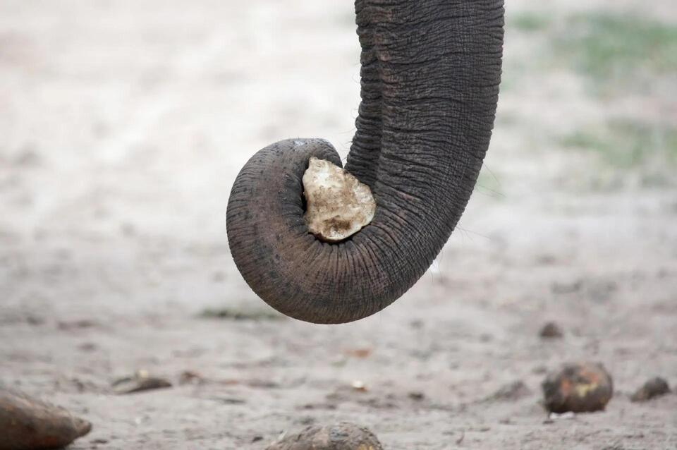 Baby Elephant Sighting = Hope for the Herd!
