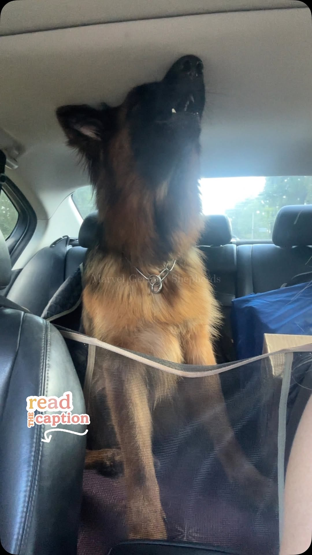 Dog’s Reaction to Sister’s Call = Pure Gold