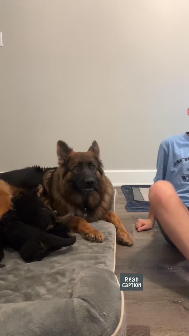 Dog’s Reaction to Sister’s Call = Pure Gold