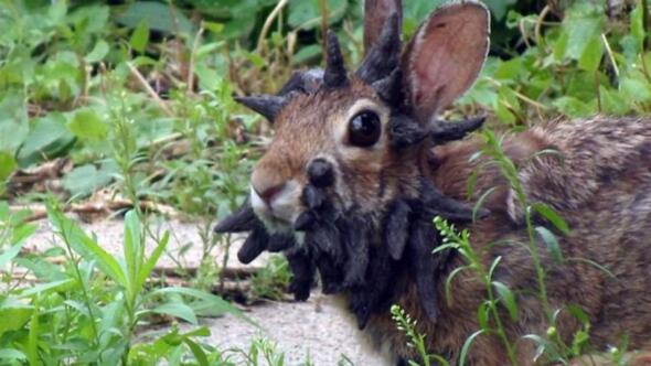 Colorado rabbits spotted with 'tentacles'