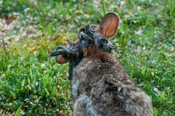 Colorado rabbits spotted with 'tentacles'