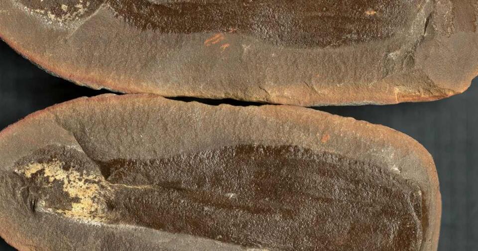 Chicago’s ancient worlds found under our feet