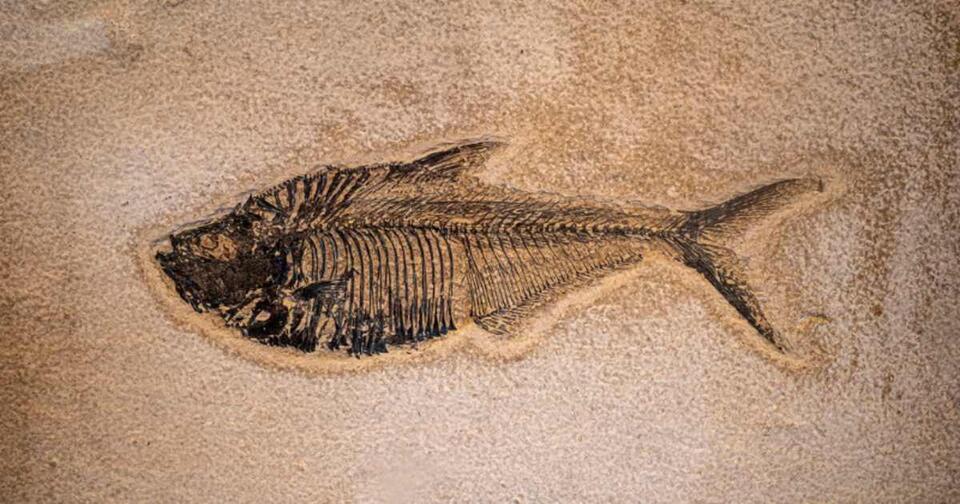 Chicago’s ancient worlds found under our feet