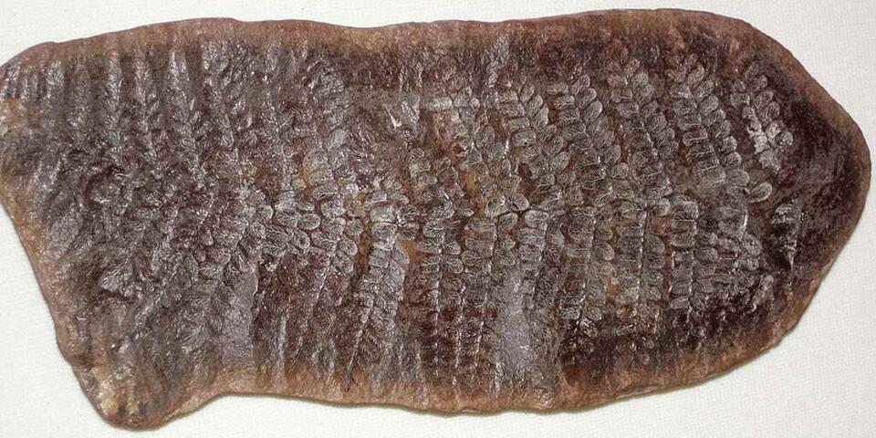 Chicago’s ancient worlds found under our feet
