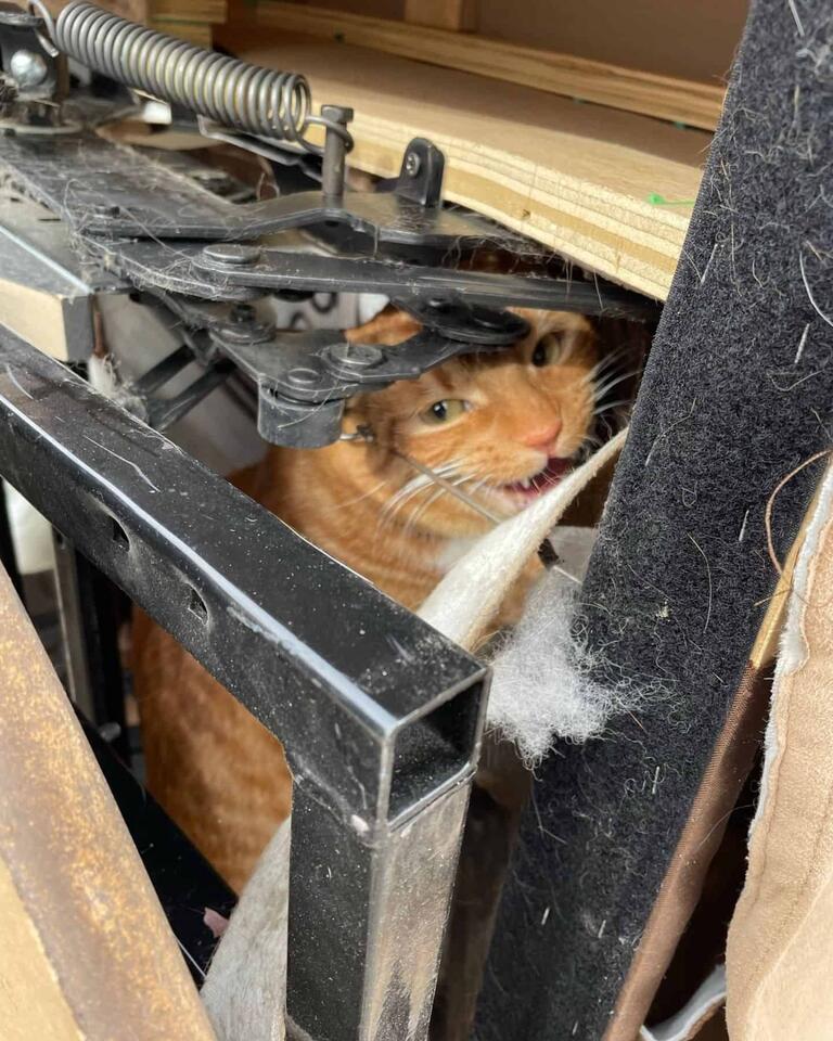Cat’s wild ride: Lost in a Denver thrift store chair