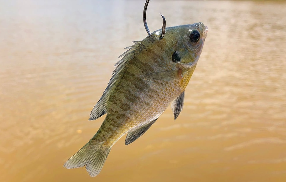 These "weird" baits are absolute fish magnets 