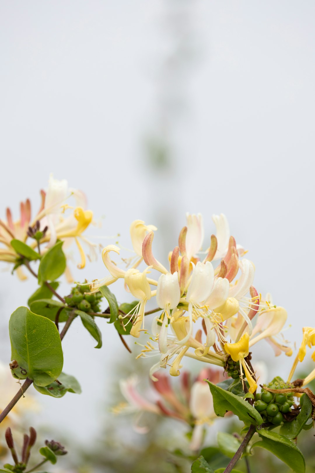 Honeysuckle in a bottle—does it exist?