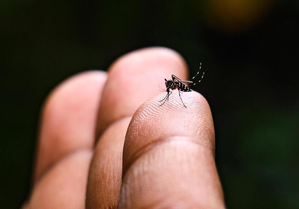 Dengue Fever Is Blowing Up in the Pacific