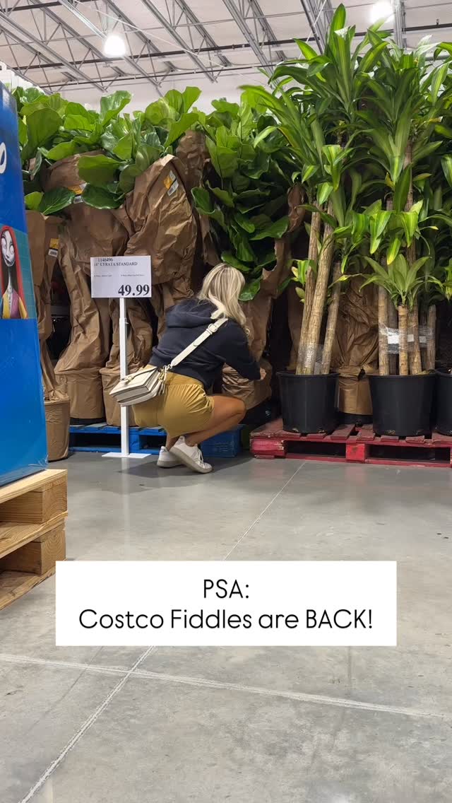 Costco’s Fiddle Leaf Fig Is Back!