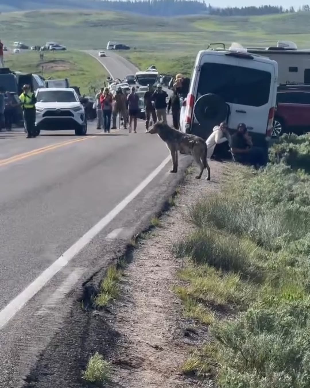 Wolf strolls past Yellowstone tourists—no drama!
