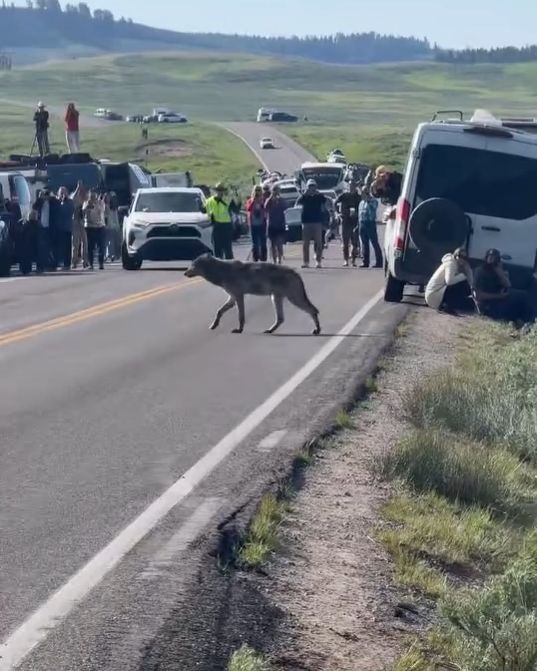 Wolf strolls past Yellowstone tourists—no drama!