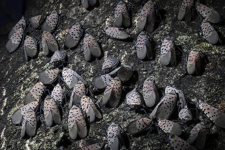 Spotted lanternflies are back—NJ, it’s squish time!