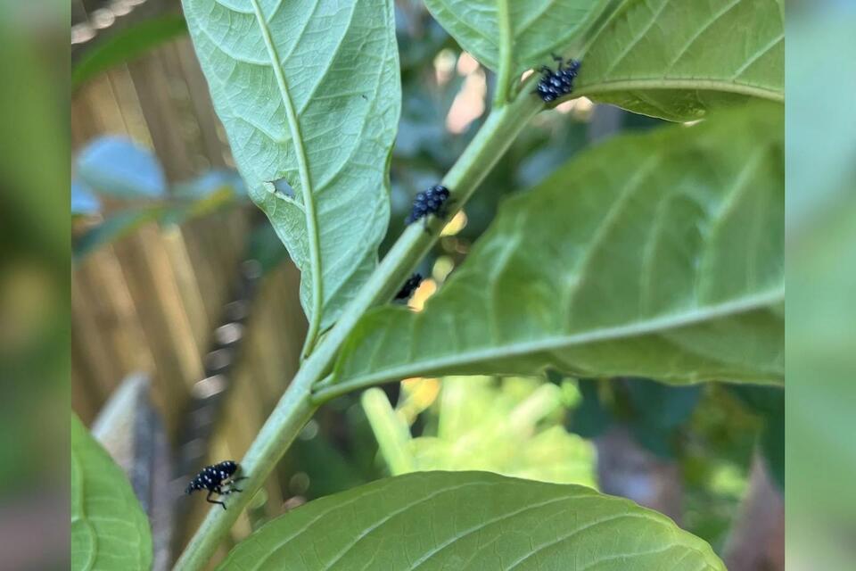 Spotted lanternflies are back—NJ, it’s squish time!
