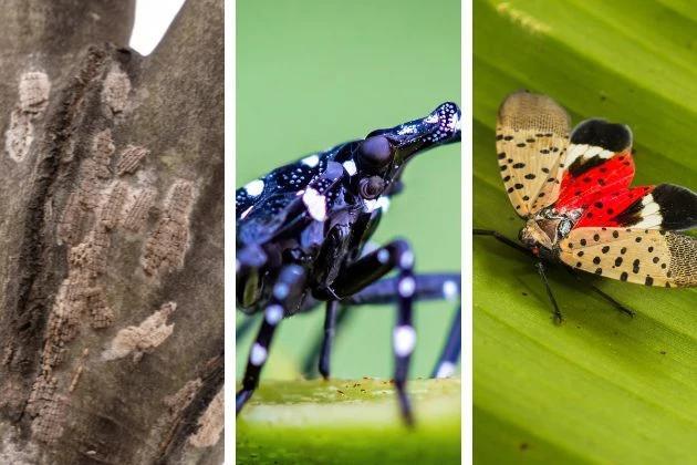 Spotted lanternflies are back—NJ, it’s squish time!