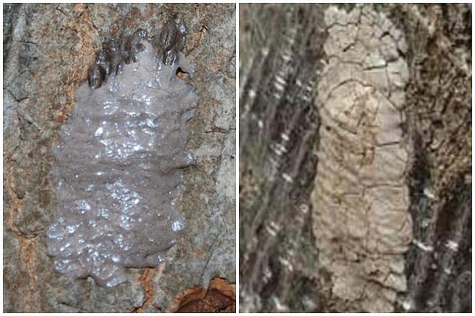 Spotted lanternflies are back—NJ, it’s squish time!