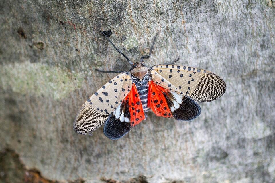 Spotted lanternflies are back—NJ, it’s squish time!