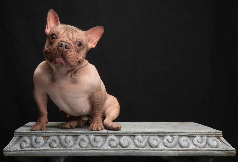 Eugene’s Petunia wins World’s Ugliest Dog