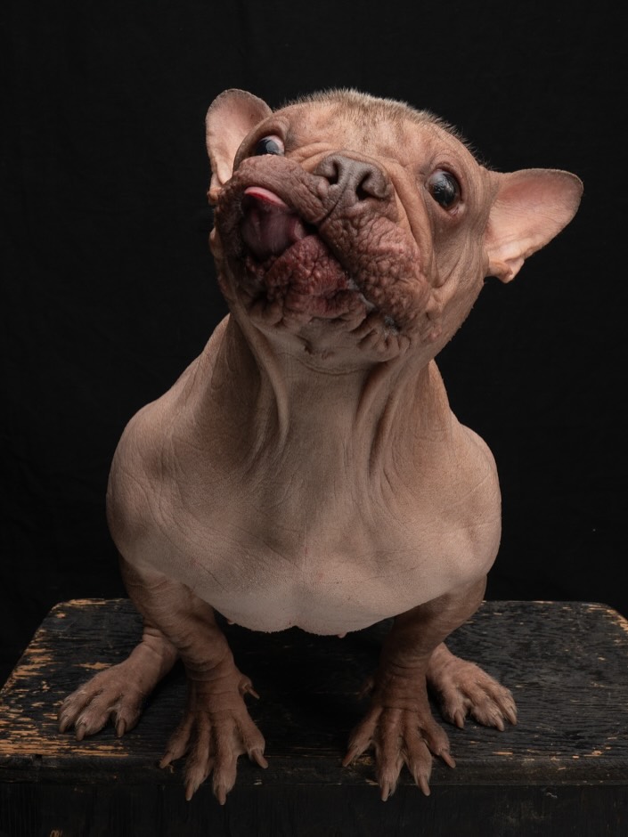 Eugene’s Petunia wins World’s Ugliest Dog