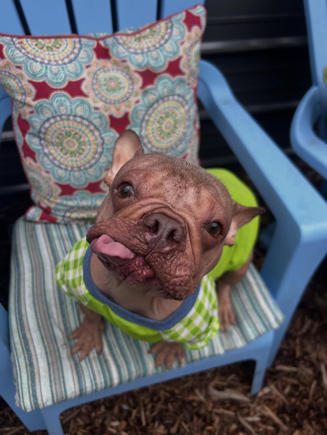 Eugene’s Petunia wins World’s Ugliest Dog
