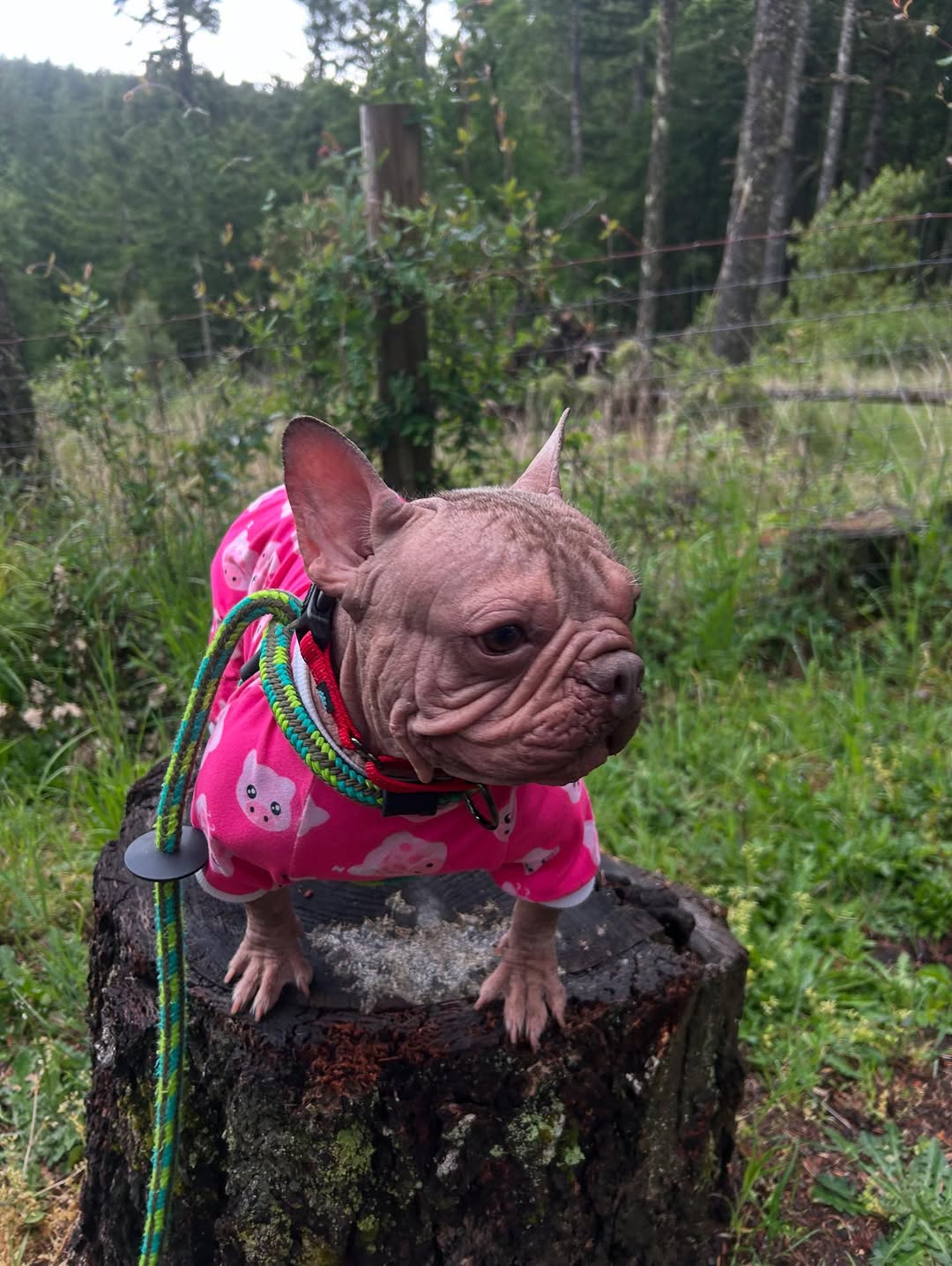 Eugene’s Petunia wins World’s Ugliest Dog