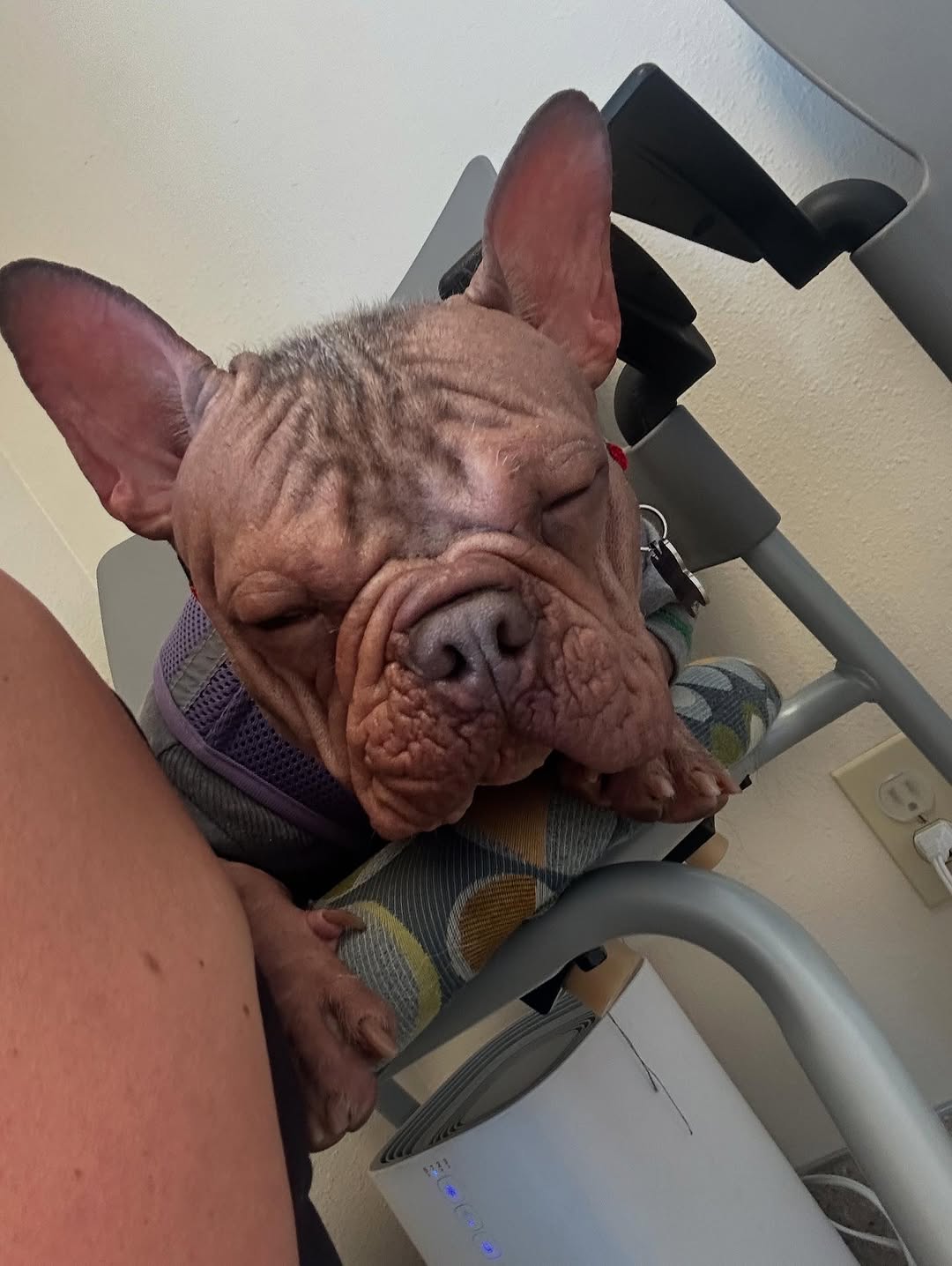 Eugene’s Petunia wins World’s Ugliest Dog