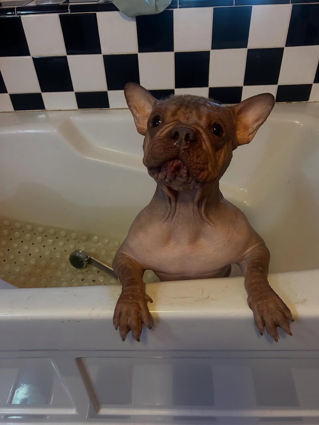Eugene’s Petunia wins World’s Ugliest Dog