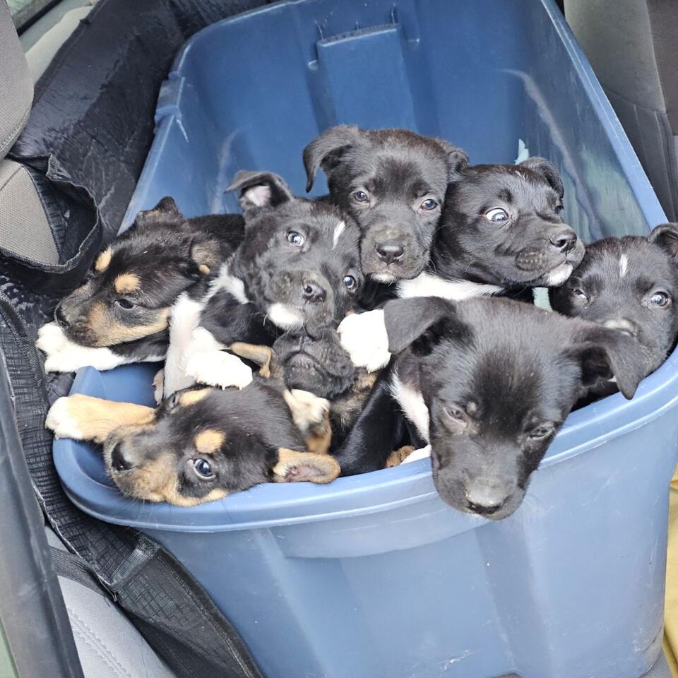 Fort Worth pups rescued from the cold