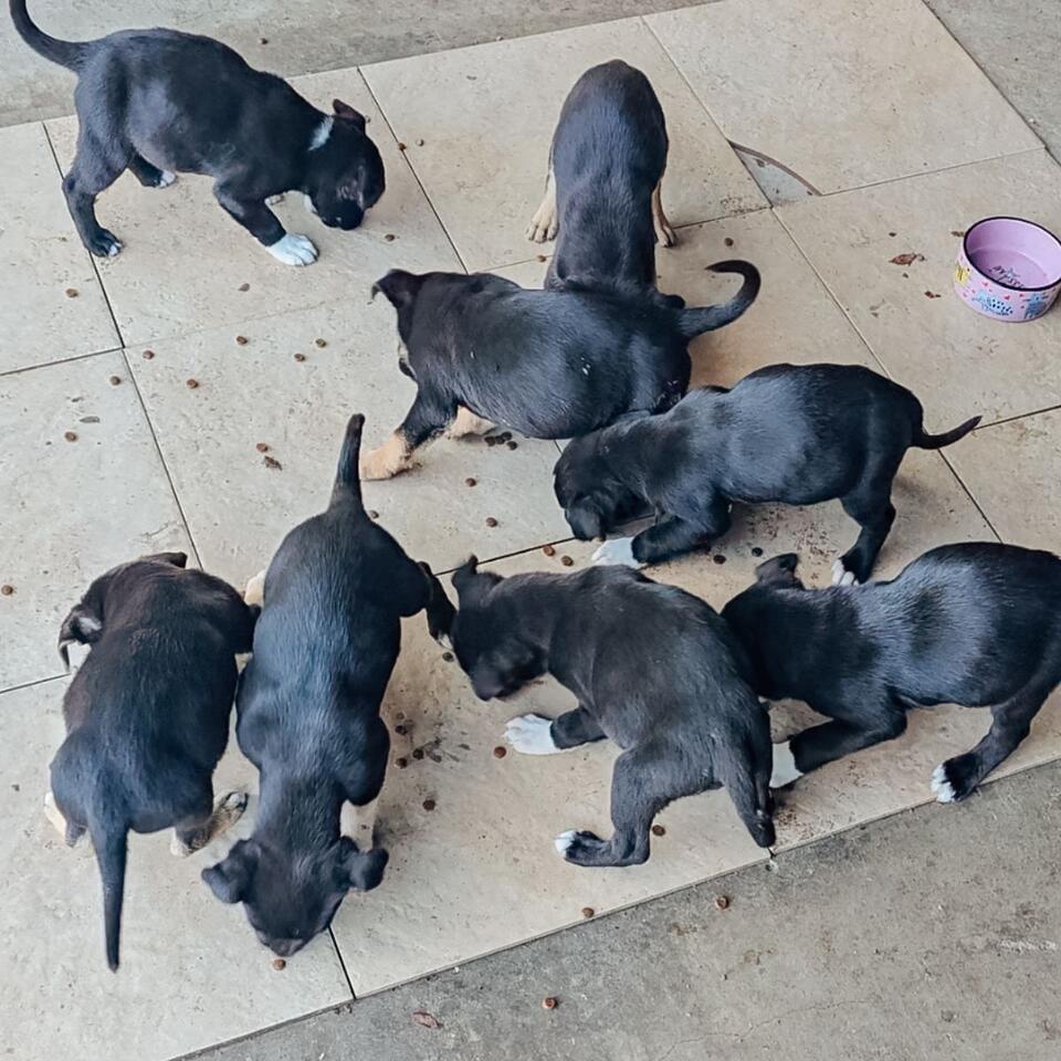 Fort Worth pups rescued from the cold