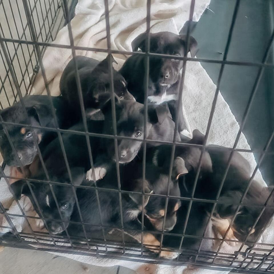 Fort Worth pups rescued from the cold