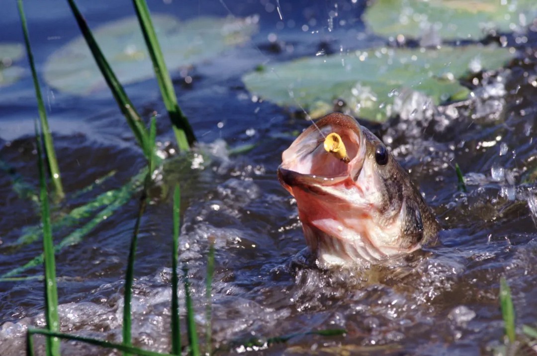 Fishing apps ruined my secret childhood spot 😤