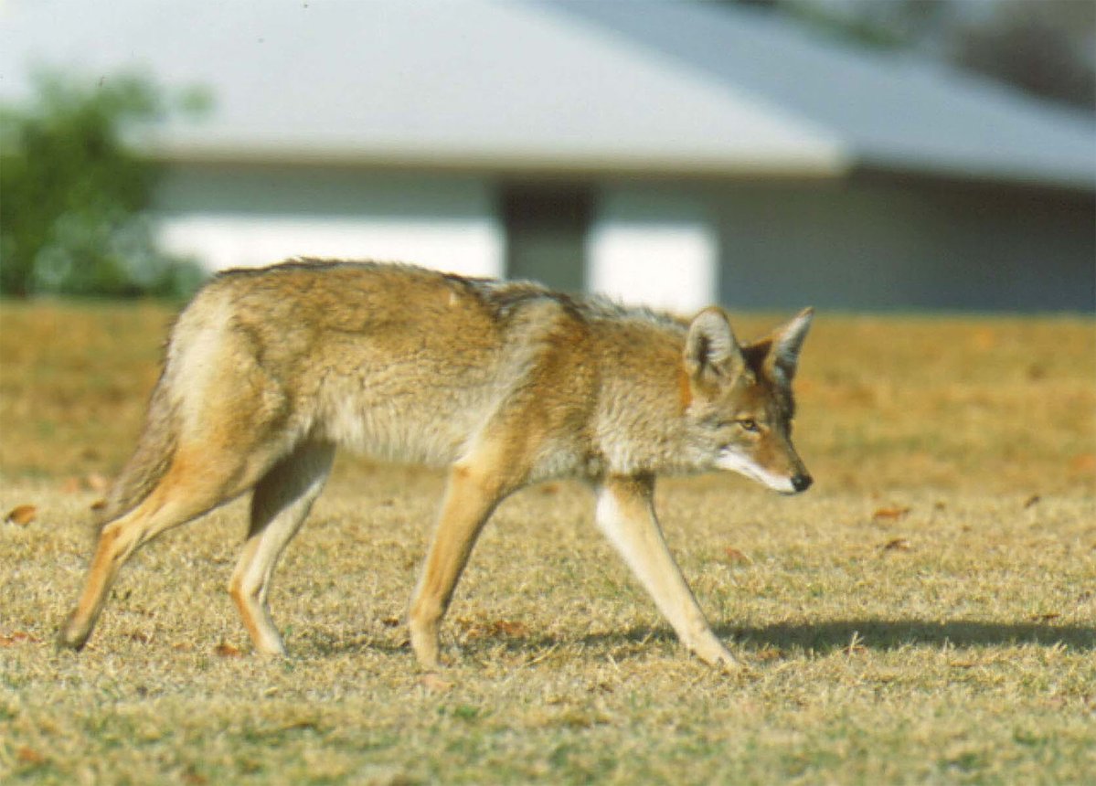 Coyotes with contagious disease spotted in Phoenix