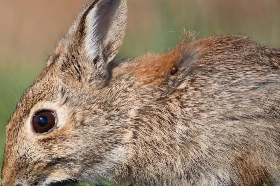 Colorado Rabbits Growing Tentacles?!