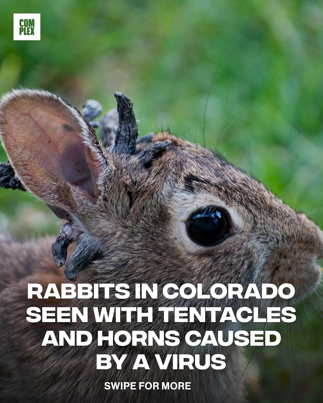Colorado Rabbits Growing Tentacles?!