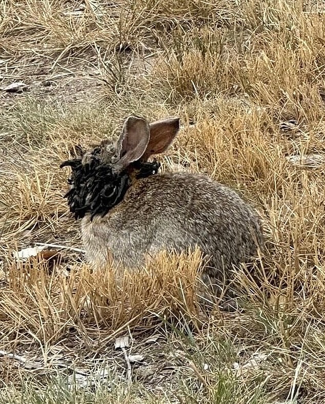 Colorado Rabbits Growing Tentacles?!