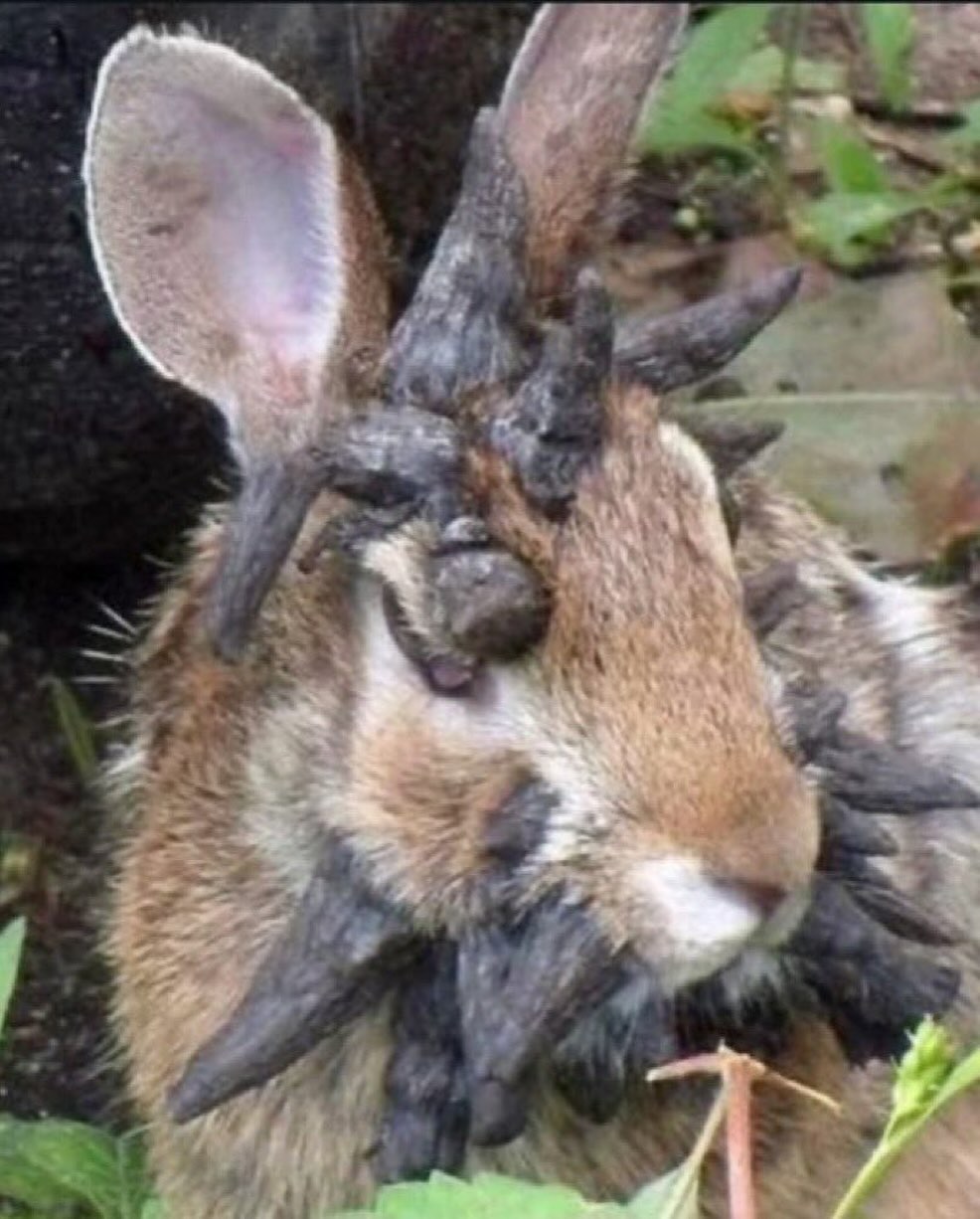 Colorado Rabbits Growing Tentacles?!