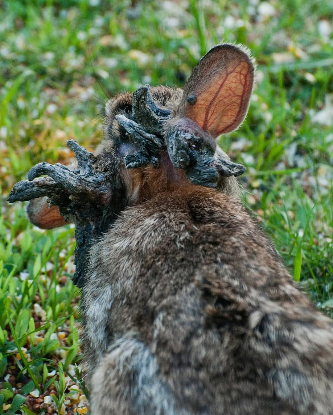 Colorado Rabbits Growing Tentacles?!