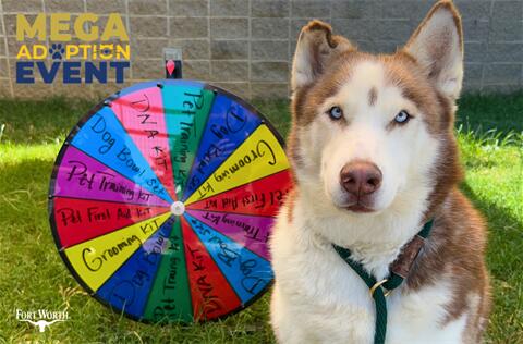 Fort Worth’s MEGA pet adoption weekend