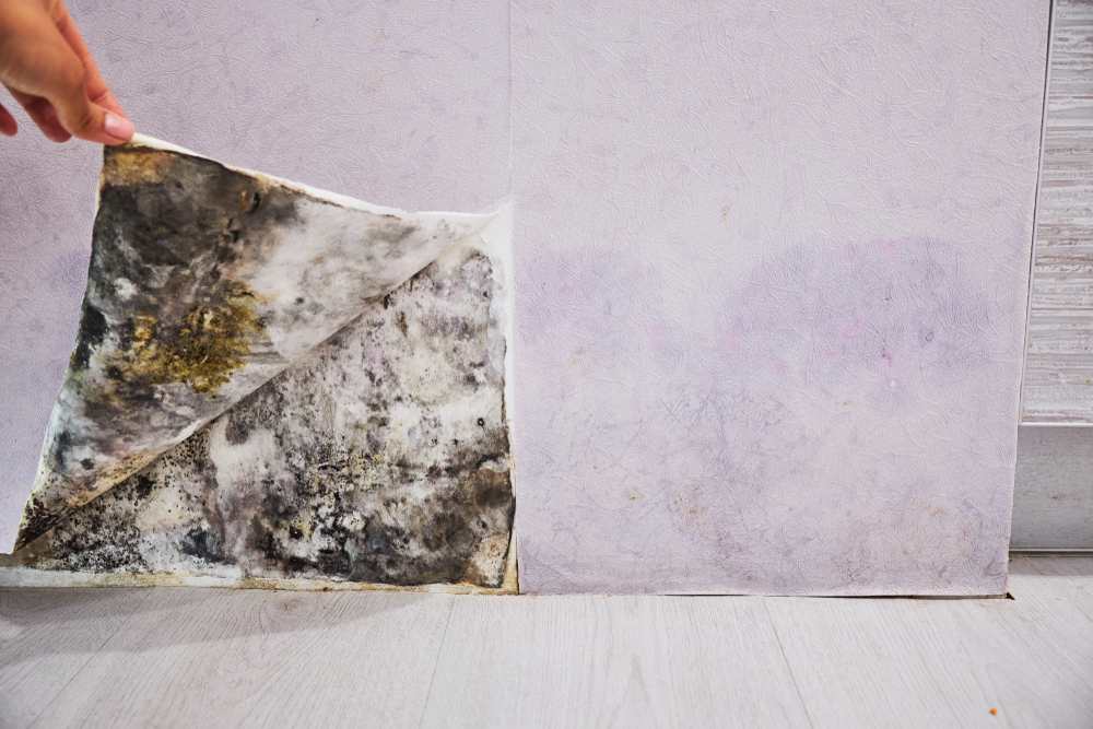 the hidden mold no one noticed