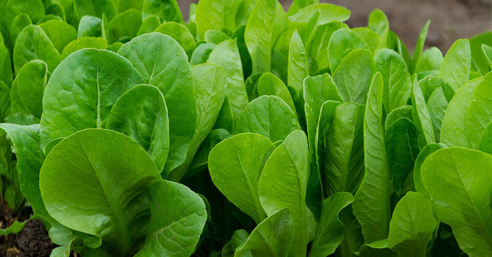 How to Squeeze Extra Veggies from Summer