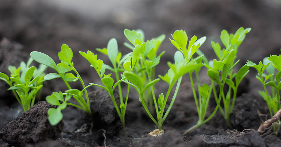 How to Squeeze Extra Veggies from Summer